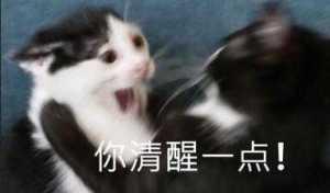 图中展示了两只黑白花色的真实猫咪，左边的猫咪张大嘴巴，眼神带着激动急切的神情，似乎正在摇晃右边的猫咪，画面下方配有文字“你清醒一点！”。这张表情包主要用于当他人陷入不切实际的想法、执迷不悟时，用来吐槽、提醒对方回归理性，情绪感强烈，极具感染力，没有双关、谐音梗等内容。