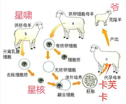 克隆羊多利实验改编梗图