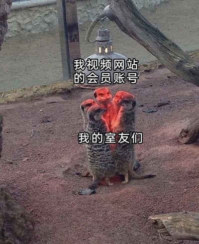 图片展示了一群猫鼬聚集在一起，它们的头部被编辑成红色发光效果。上方文字写着'我视频网站的会员账号'，下方文字写着'我的室友们'，通过猫鼬聚集的形象幽默地表现了室友们共享视频网站会员账号的场景。
