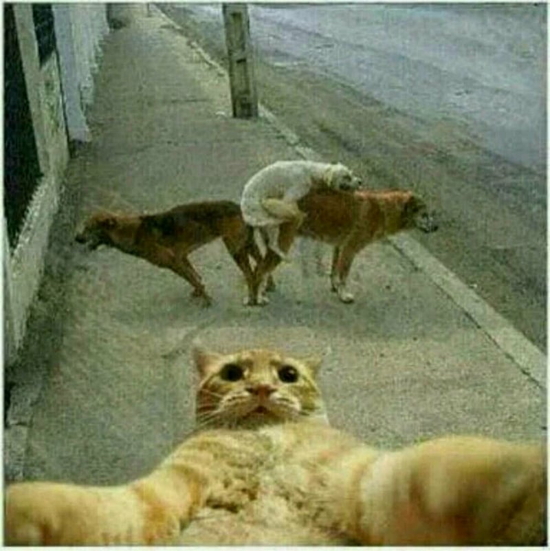 狗