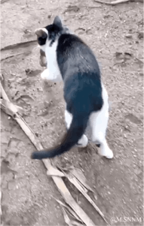这是一段动态GIF，画面里一只黑白花色的猫咪背对着镜头在泥土地上行走，猫咪的尾巴和地面上的枯树枝形成了巧妙的视觉错位，乍一看仿佛是猫咪的身体连接着一个类似狗头的头部，营造出怪异又搞笑的“双头动物”错觉，实际是视角和物体巧合造成的视觉误导，动态过程中能更清晰看到错位的形成与变化。