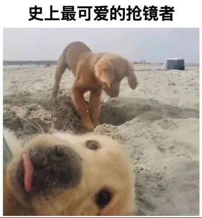 图片展示了海滩上两只可爱的狗狗。前景中一只金毛犬仰躺在沙地上，吐着舌头，眼睛看向镜头，表情十分开心。背景中另一只棕色狗狗正在专注地挖沙坑。图片上方配有文字'史上最可爱的抢镜者'，突出了前景狗狗抢镜的可爱瞬间。