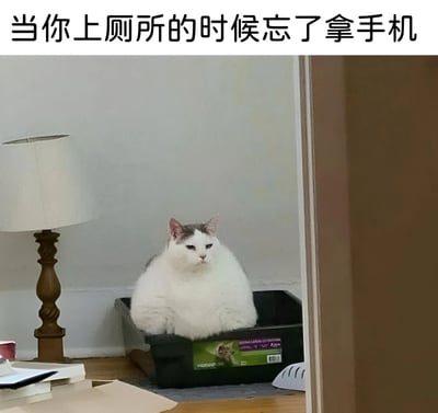 图片上方有文字'当你上厕所的时候忘了拿手机'，下方是一只胖嘟嘟的灰白相间猫咪，正一脸冷漠地坐在黑色容器（疑似猫砂盆）中，旁边有一盏台灯和一些散落的纸张。猫咪的表情和姿态仿佛在模仿人忘记带手机上厕所时的无聊与无奈，形成幽默的对比。
