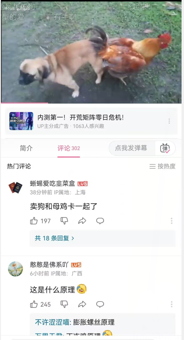 巴哥犬