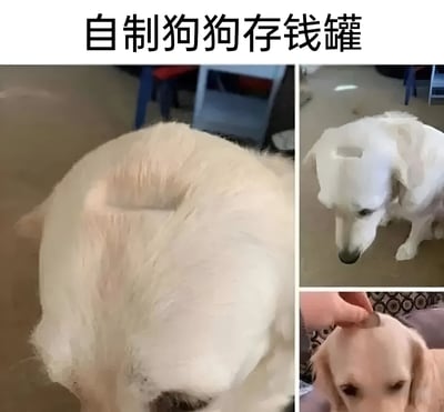 这是一张三格拼接图，展示了一个创意搞笑的"自制狗狗存钱罐"。左图是一只白色狗狗的背部，其背部中央的毛发被剃出一个圆形凹槽，形似存钱罐的投币口；右图上半部分是狗狗低头看向地面的特写，表情显得有些无奈；右图下半部分是一只手正将硬币放入狗狗头部被剃出的凹槽中，生动展现了将狗狗当作存钱罐使用的趣味场景。