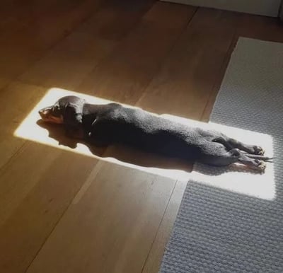 一只黑色腊肠犬正全身伸展地躺在木地板上的阳光区域里，身体被阳光完全照亮，形成鲜明的光影对比。狗狗四肢伸直，身体拉得很长，头部微微侧放，表情看起来十分放松惬意。旁边有一块灰色的地毯，部分覆盖在阳光区域边缘，整体场景温馨治愈，展现了宠物在日常中享受阳光的可爱瞬间。