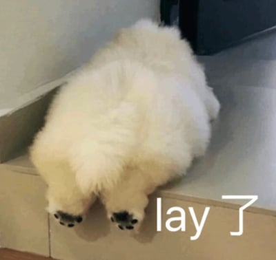 图片中是一只毛茸茸的白色萨摩耶犬，正仰卧在台阶上，四肢朝上，露出圆滚滚的肚子，毛发蓬松柔软，姿态十分放松惬意。图片右下角有文字“lay了”，巧妙结合了英文“lay”（躺）和中文“了”（表示动作完成），形成谐音梗，幽默地表达了狗狗“已经躺下”的状态，传递出慵懒可爱的氛围。