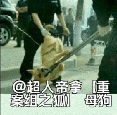 这是一张实拍改编的搞笑梗图，画面清晰度较低，拍摄场景为户外街道，一只浅金色的金毛犬被两名身穿制服的工作人员用专用抓捕钳夹住身体、悬空提起，狗狗神情茫然无措，背景中还能看到其他穿制服的人员、围观路人以及停靠的车辆。图片底部添加了带白色粗描边的黑色玩梗文字，玩香港电影《逃学威龙》中“重案组之虎曹达华”的经典梗，将被抓捕的狗狗戏称为“重案组之狐”，整体风格搞笑恶搞。