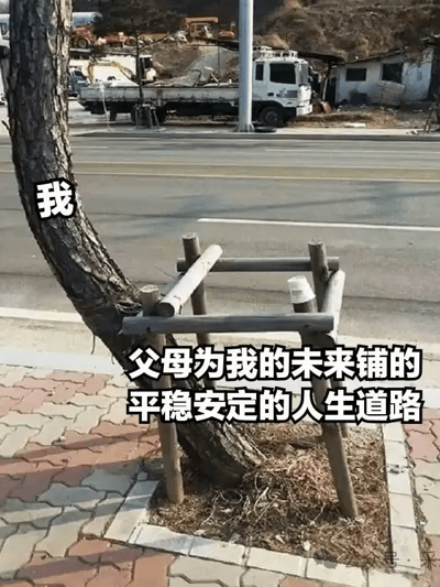 这张梗图展示了一棵倾斜生长的树，左上“我”字对应树本体，围绕树的是一个笔直的木制围栏，上面写着“父母为我的未来铺的平稳安定的人生道路”。画面用树歪斜与“规整道路”形成强烈对比，幽默表达现实中与父母期待之间的分歧。树拼命长歪，穿不进父母打造的“正道”，讽刺了那些被安排却不适合自己的生活轨迹。

本图含有明显的双关和暗示：“树弯路直”巧妙比喻个人成长不会总按父母规划发展，展现了无法贴合期待的无奈。