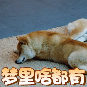 睡觉的柴犬：梦里啥都有