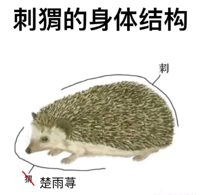 这是一张基于动物科普图改编的搞笑梗图，顶部标注文字为“刺猬的身体结构”，图中展示了一只写实风格的刺猬，并用线条将其分为两个区域：背部尖刺区域标注为“刺”，原本应标注“猬”的头部及腹部区域，被划掉原有的“猬”字，替换为电视剧《一起来看流星雨》中的角色名“楚雨荨”，利用无厘头的文字替换制造谐音梗笑点，将正经的科普内容转化为趣味网络梗图。