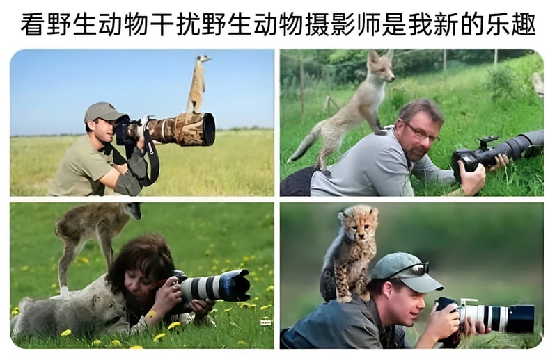 鹿