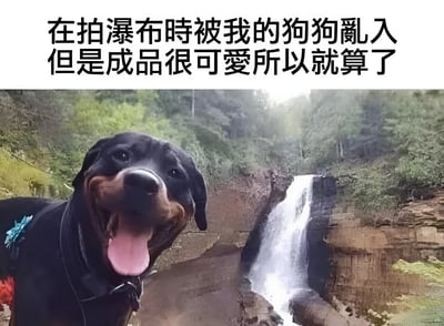一张在拍摄瀑布时被狗狗意外闯入的照片。前景是一只黑色的罗威纳犬，它张着嘴吐着舌头，表情看起来非常开心。背景是一个自然瀑布景观，水流从岩石上倾泻而下，周围环绕着茂密的绿色植被。图片上方有文字说明：'在拍瀑布時被我的狗狗亂入但是成品很可愛所以就算了'，表达了主人对这张意外照片的喜爱。