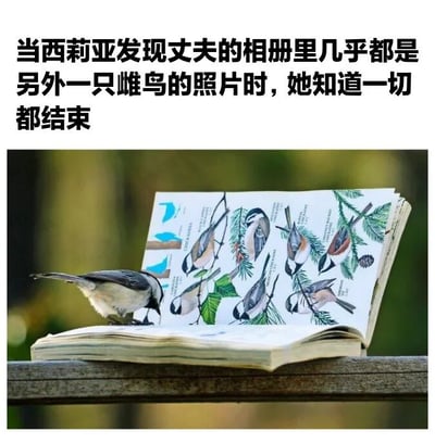 图片上方配有文字“当西莉亚发现丈夫的相册里几乎都是另外一只雌鸟的照片时，她知道一切都结束”，下方是一张实拍图：一只小鸟（可能是山雀）正低头专注地啄着一本打开的鸟类图鉴，图鉴页面上画有多只不同姿态的小鸟。通过拟人化手法，将小鸟赋予人类情感，营造出一种“发现伴侣不忠”的戏剧化幽默效果。