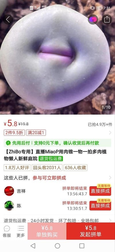 这是一张拼多多平台的竖屏商品页面截图，核心展示了一款外形高度酷似人类嘴唇的肉锥多肉植物，视觉上极具趣味性。商品原价19.8元，当前拼单价仅5.8元，已有4.9万+件被抢购，同时提供2件9.5折、满20减1的优惠活动，还支持0元下单、确认收货后再付款的先用后付服务。商品标注为直播专用的一物一拍多肉，定位为懒人庭院绿植，提供退货包运费保障。页面显示该商品收获1.8万人好评，有2031位回头客，636人收藏；下方展示了正在拼单的用户信息，提示拼单即将结束，可直接拼成；底部还有单独购买（6.8元）和发起拼单（5.8元）的选项，同时承诺24小时发货、坏了包赔、全场包邮。这款多肉的特殊外形容易引发趣味联想，是页面的视觉焦点。