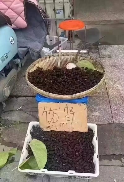 街头小贩的桑葚摊位实拍，画面中可见两个装满深紫色桑葚的容器：一个竹编簸箕放在蓝色塑料凳上，一个白色塑料筐放在地面。最引人注目的是竹篮下方挂着的手写纸牌，用黑色马克笔歪歪扭扭写着“伤肾”二字。周围环境显示为典型的城市街边场景，有浅蓝色电动车、灰色石阶和橙色塑料凳，充满生活气息。

这张图的笑点在于反差感：通常小贩会用“补肾”“养生”等宣传语推销桑葚，而这里却反其道而行之标注“伤肾”，形成强烈的幽默效果，可能是摊主的另类营销手段或玩笑。