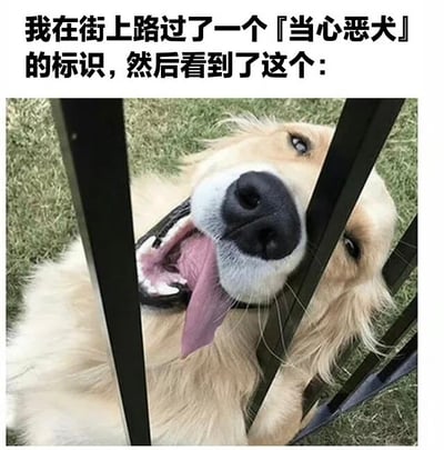 图片上方配有文字“我在街上路过了一个『当心恶犬』的标识，然后看到了这个：”，下方是一只金毛犬从黑色栏杆间探出头的实拍图。狗狗嘴巴张开，舌头吐出，眼神温和，表情十分开心友好，与“当心恶犬”的警示形成强烈反差萌，营造出幽默搞笑的效果。