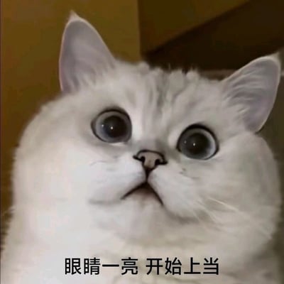 这是一张趣味表情包，主体是一只白色长毛猫咪，它圆睁着大眼睛，抬头向上看，眼神懵懂又带着期待感，神态十分生动。图片底部配有文字“眼睛一亮 开始上当”，用拟人化的方式，幽默地形容人被某件事物吸引，即将落入圈套、上当受骗的状态，常用于聊天时调侃自己或他人轻易相信他人话语、即将吃亏的场景，风格诙谐搞笑，容易引发共鸣。