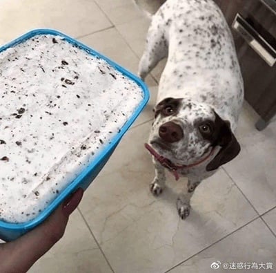 一只长着白色带黑色斑点毛发的狗狗，正仰头注视着一只蓝色容器里的冰淇淋。冰淇淋表面有黑色碎屑，看起来像是奥利奥口味。狗狗戴着粉色项圈，眼神中充满期待和渴望，背景是浅色瓷砖地面，整体画面温馨又可爱，展现了宠物对食物的纯真向往。