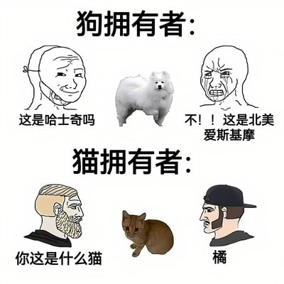 图片分为上下两部分对比狗主人和猫主人对宠物品种的不同反应。上半部分“狗拥有者”中，左侧卡通人物问“这是哈士奇吗”，中间是一只白色蓬松犬，右侧哭泣的卡通人物激动反驳“不！！这是北美爱斯基摩”；下半部分“猫拥有者”中，左侧卡通人物问“你这是什么猫”，中间是一只橘猫，右侧卡通人物简洁回答“橘”。通过夸张对比幽默展现狗主人对品种的较真与猫主人的简单直接。