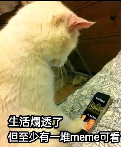 图片中是一只毛发略显蓬松的白猫，正低头专注地注视着放在花卉图案布料上的智能手机。画面底部有醒目的文字覆盖：“生活爛透了 但至少有一堆meme可看”，通过猫咪看手机的可爱场景与直白的文字结合，幽默地表达了即使生活不如意，也能通过观看 memes 获得慰藉的轻松心态。