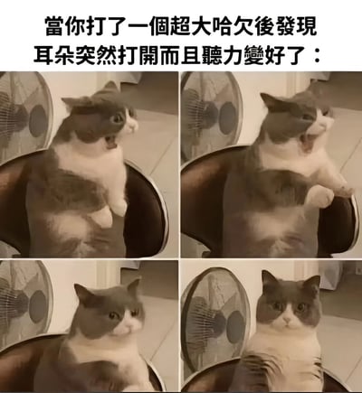 这是一张四格拼接图，展示了一只灰白色的猫在打哈欠前后的表情变化。第一格中猫张大嘴巴打哈欠，表情夸张；第二格猫打完哈欠，一只前爪抬起；第三格猫表情变得惊讶，耳朵竖起；第四格猫坐直身体，耳朵完全竖起，眼神警觉。图片上方配有文字：'當你打了一個超大哈欠後發現耳朵突然打開而且聽力變好了：'，用猫的可爱反应幽默地表现了人们打完哈欠后感觉听力暂时变好的有趣体验。