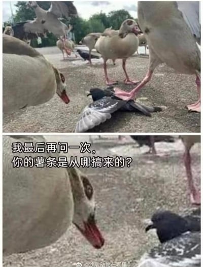 这是一张上下拼接的动物拟人梗图，上图呈现一只大鹅的脚踩在鸽子身上，周围还有其他大鹅，营造出类似黑帮审讯的压迫感场景；下图是大鹅凑近鸽子的特写，搭配文字“我最后再问一次，你的薯条是从哪搞来的？”，将大鹅拟人化，模拟审讯逼问的情节，用日常的“薯条”作为核心笑点，通过动物互动和人类化的台词制造出强烈的反差感，十分搞笑。