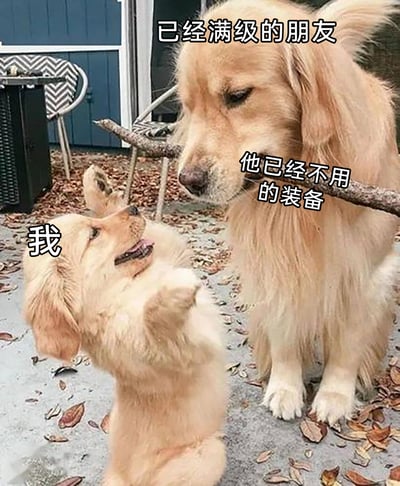 这张梗图以两只金毛犬的互动画面为核心，体型娇小的金毛被标注为“我”，它仰躺在地面，张着嘴露出兴奋的神情，抬起前爪，满怀期待地看向身旁的大金毛；体型成熟的金毛被标注为“已经满级的朋友”，它安静端坐，嘴里叼着的树枝被标注为“他已经不用的装备”。图片借用游戏语境，将朋友闲置的物品比作游戏里的淘汰装备，生动类比了现实中新手/晚辈对前辈/朋友分享的闲置物品的珍视与喜悦，精准戳中游戏玩家以及有类似经历的人的共鸣点。