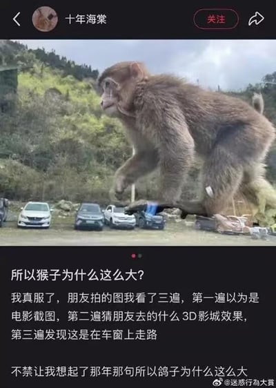 社交媒体用户“十年海棠”发布的帖子截图，内容为一张因视角错位导致看起来异常巨大的猴子照片。照片中猴子站在车窗上，由于距离镜头近，体型显得远超下方停放的汽车，引发视觉错觉。配文描述了对照片的三次误解过程：初以为是电影截图，再猜是3D影城效果，最后才发现是车窗视角导致的大小错觉，并调侃式引用了经典网络迷因“所以鸽子为什么这么大”，形成幽默共鸣。