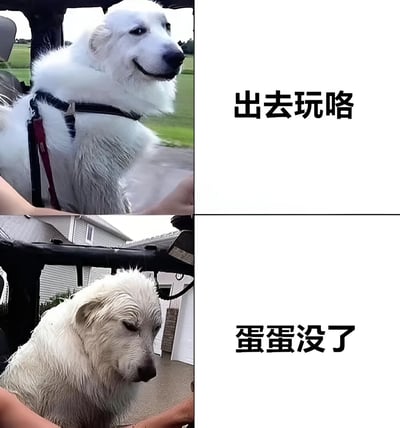 这是一张上下对比的双格图片，展示了同一只白色毛茸茸狗狗在不同情境下的表情变化。上半部分中，狗狗戴着黑色 harness 坐在车里，耳朵竖起，嘴角微微上扬，眼神期待地望向车外，背景是绿色草地，旁边配文“出去玩咯”，显得兴奋又开心。下半部分中，狗狗毛发略显湿润，耷拉着耳朵，眼皮低垂，脑袋微微低下，背景变成了住宅和车库，配文“蛋蛋没了”，表情沮丧又委屈。图片通过强烈的情绪反差制造幽默效果，“蛋蛋没了”是对宠物绝育的通俗调侃，展现了狗狗从期待出游到经历绝育手术后的心情落差。