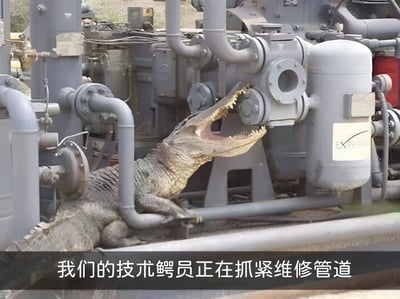 一张工业场景的照片，画面中有一只鳄鱼趴在灰色的管道和机械设备上，嘴巴张开咬着一个管道接口。图片底部配有文字：'我们的技术鳄员正在抓紧维修管道'。这是一个谐音梗，利用'鳄员'与'人员'的发音相似制造幽默效果。