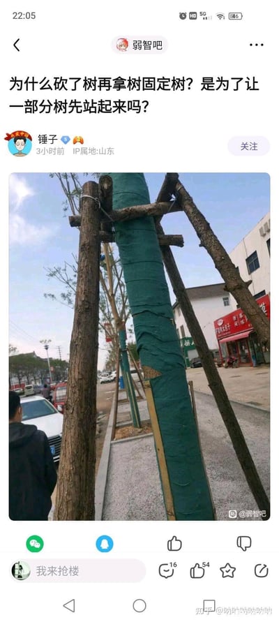 这是百度贴吧「弱智吧」的一则趣味吐槽帖子，用户「锤子」发布了一张街道实拍图：新栽种的树木被用砍伐下来的树干做成的支架固定着，楼主配文玩梗吐槽「为什么砍了树再拿树固定树？是为了让一部分树先站起来吗？」，借用「让一部分人先富起来」的句式，用荒诞的调侃吐槽这种看似矛盾的绿化施工操作，充满搞笑的反差感。