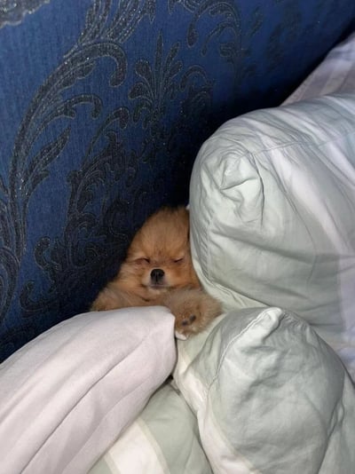 一只毛茸茸的棕色博美犬蜷缩在白色枕头和蓝色花纹沙发的角落处熟睡，眼睛紧闭，小爪子露在外面，整个画面呈现出非常温馨治愈的氛围。狗狗的毛发蓬松柔软，与周围的布料形成温暖的质感对比。