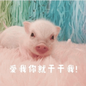 一只通体雪白的小猪，有着粉嫩的鼻子和圆溜溜的黑眼睛，正乖巧地趴在柔软的粉色绒毛上。背景是蓝绿色的流苏装饰，营造出温馨可爱的氛围。图片底部有一行白色文字：“爱我你就干干我!”，结合小猪的萌态，推测“干干”是“抱抱”的俏皮化表达，整体传递出撒娇求关注的可爱感觉。