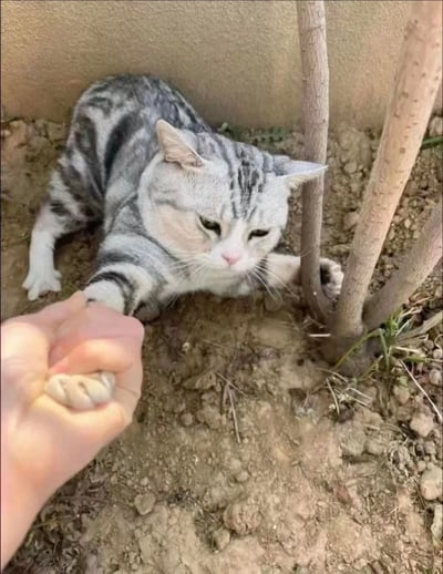 图中是一只美国短毛猫，趴在户外的泥土地上，它的一只前爪被人的手握住，猫咪眉头微蹙，半眯着眼睛，面部表情满是不情愿与无奈，仿佛在被迫配合握手“营业”，另一只爪子搭在旁边的树杆上，软萌的模样和抗拒的神态形成反差，让画面充满趣味。