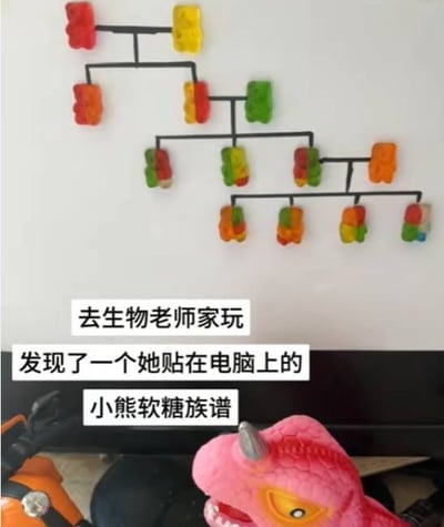 图片展示了一个创意十足的场景：在白色背景（可能是电脑屏幕或墙面）上，用不同颜色的小熊软糖通过黑色线条连接，排列成类似生物课上常见的家族谱系图结构。下方配有文字说明：'去生物老师家玩 发现了一个她贴在电脑上的 小熊软糖族谱'。这一设计将严肃的生物学概念（族谱/进化树）与可爱的小熊软糖结合，展现了生物老师的幽默与教学创意，充满生活趣味。