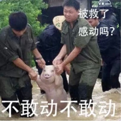 这是一张基于真实洪水救援场景改编的趣味表情包。画面里洪水漫地，几名身着深色工装的救援人员正合力拉住一头小猪的两只前肢，将它从洪水中转移。小猪被拉得呈站立姿态，表情懵懂又带着几分无奈，配合图片里的配文“被救了 感动吗？”“不敢动不敢动”，利用“感动”与“敢动”的谐音梗，将小猪拟人化，仿佛它正因为紧张害怕而回应“不敢动”，让原本严肃的救援场景变得诙谐幽默，这个表情包常被用来表达自己在面对特定情境时，拘谨、不敢行动的心态。