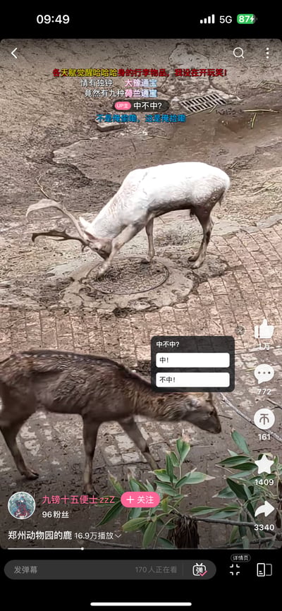 这是哔哩哔哩（B站）的视频截图，画面呈现郑州动物园内的场景：一只白鹿正低头专注地用蹄子扒拉地面上的圆形井盖，仿佛在“刨挖”什么；另一只深色鹿从画面下方平静走过。视频中设置了互动选项“中不中？”，搭配“中！”“不中！”的选择按钮，同时满屏都是玩梗弹幕：“各天赋觉醒哈哈哈身的行李物品，我没在开玩笑！”“情有独钟 大豫通宝 竟然有九种荷兰通宝”“不是俺偷嘞，这是俺捡嘞”。
梗说明：弹幕玩了谐音与方言梗，将井盖类比为古钱币“通宝”，结合河南方言“中不中”，把鹿扒井盖的动作脑补成“捡钱/开奖”，模仿河南口音的台词更是增添了趣味感，让普通的动物日常变得诙谐搞笑。