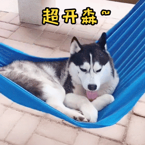 超开森的哈士奇躺在蓝色吊床上摇摇晃晃