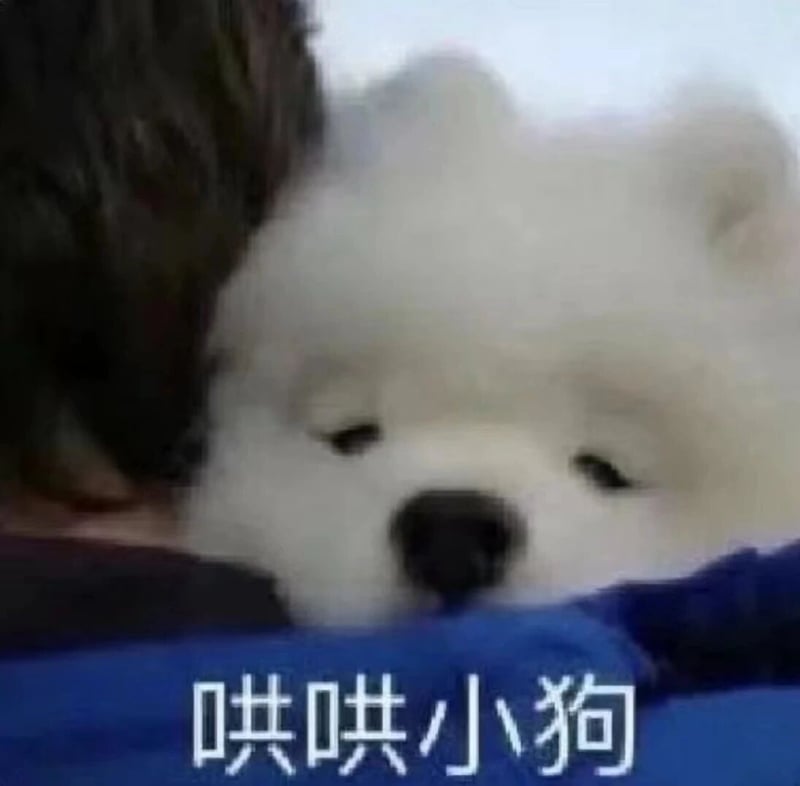 萨摩耶