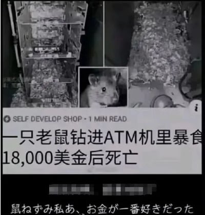 这是一张图文混排的多图拼接静态图，整体呈现一个猎奇事件。画面上方由三张图拼接而成，左侧是ATM机被破坏的内部结构，布满了被啃噬后的碎屑，显示出被老鼠破坏的痕迹；右侧是ATM机内堆积的大量碎屑；中间的小图是一只老鼠的特写，它看起来神态警惕，应该就是钻进ATM机的那只老鼠。画面下方是文字区域，顶部有英文标识“SELF DEVELOP SHOP · 1 MIN READ”，表明这是一篇该自媒体的短阅读内容，紧接着是中文标题“一只老鼠钻进ATM机里暴食18,000美金后死亡”，用“暴食”来形容老鼠啃噬美金的行为，带有戏谑感；最下方还有一行日文，翻译为“老鼠啊，我曾经最喜欢钱了”，是玩了拟人化的梗，将老鼠啃食美金的行为拟人成“喜欢钱”，增添了趣味效果，整体内容以猎奇的动物事件为核心，通过图文结合和玩梗来吸引受众。