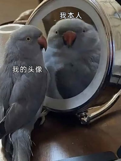 这是一张用来调侃网络社交中头像与本人反差的趣味梗图。画面中一只灰色鹦鹉站在圆形化妆镜旁，鹦鹉本体形态正常、羽毛整齐，被标注为“我的头像”；镜子里的鹦鹉倒影因镜面的变形效果，脸部显得宽大憨拙，被标注为“我本人”。通过这种形象的动物对比，生动地戳中了很多人在网络社交时，会挑选更精致好看的形象作为头像，而本人和头像存在明显反差的真实状态，搞笑又贴切。