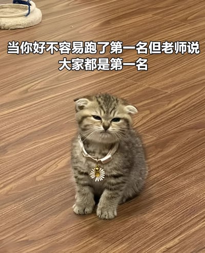 图片中是一只戴着雏菊项圈的苏格兰折耳猫，它坐在木质地板上，表情看起来有些失望和无奈。图片上方配有文字：'当你好不容易跑了第一名但老师说大家都是第一名'，通过猫咪的表情生动地表达了努力获得第一名却被老师一句'大家都是第一名'而使成就感大打折扣的失望情绪。