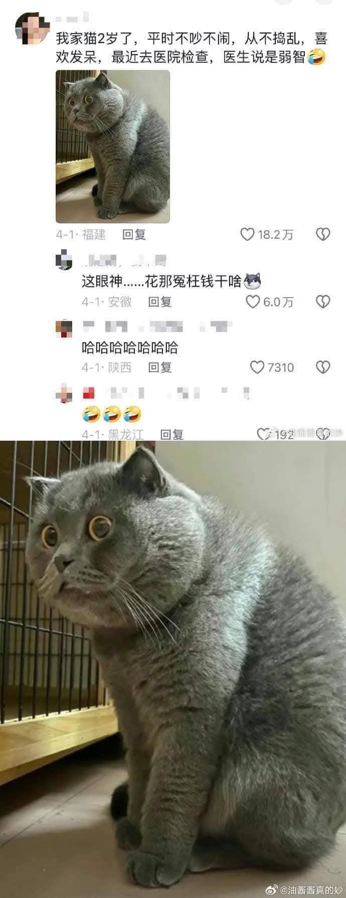 英短蓝猫
