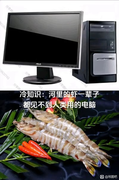 这是一张上下拼接的趣味梗图，上半部分展示了一套华硕品牌的台式电脑，包含显示器与主机；下半部分是经过装饰摆放的河虾，搭配绿叶、红辣椒和花朵作为点缀。图中配有文字“冷知识：河里的虾一辈子都见不到人类用的电脑”，这是一个无厘头的冷知识，利用河虾的生存水环境与人类电脑的使用场景完全没有交集的特点，制造出一种看似合理但毫无实用价值的搞笑效果，属于网络上流行的趣味冷知识类梗图，用来博人一笑。