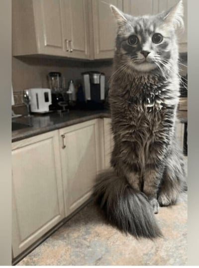 这张图拍摄于家庭厨房场景中，一只长毛灰纹猫咪的尾巴恰好垂在身体前方，和颈部到躯干的毛发纹理自然衔接，形成了类似人类双腿的视觉错位效果，让猫咪看起来像是像人一样端正坐着，猫咪瞪大双眼的表情配合这个错位造型，显得十分呆萌滑稽，这种巧合的视觉错觉瞬间让普通的萌宠照片充满趣味，让人忍俊不禁。