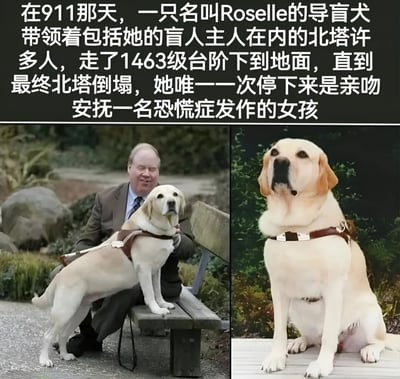 图片由上方文字说明和下方两张照片组成。文字讲述了911事件中，导盲犬Roselle带领包括其盲人主人在内的多人从北塔安全撤离的感人故事，她共走了1463级台阶，唯一一次停留是为了安抚一名恐慌发作的女孩。左侧照片显示一位男士与佩戴导盲犬 harness 的黄色拉布拉多犬坐在长椅上；右侧照片是这只导盲犬的特写，同样佩戴着导盲 harness，表情专注。
