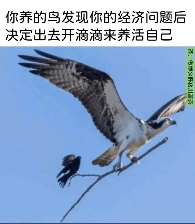滴滴司机（拟人设定）