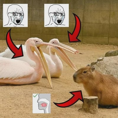 这是一张图文混排的搞笑meme图，主体内容是动物园实拍的两只粉色鹈鹕和一只水豚。两只鹈鹕趴在地上张大长喙，神态看起来十分激动，分别用红色箭头对应上方两张流泪大喊的Wojak崩溃表情包；画面右下角的水豚神态淡定地坐在地上，对应下方标注了喉咙部位的人体示意图。这张图通过将动物的神态动作与人类情绪表情包、人体部位示意图结合，制造出反差搞笑的效果，玩了“激动到喉咙都要炸开”的夸张梗，用鹈鹕的大嘴巴具象化人类崩溃大喊的状态，对比水豚的淡定，进一步增强了搞笑感。