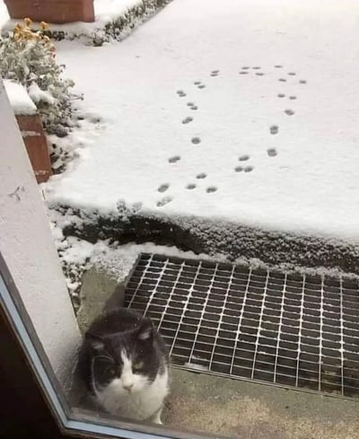 这是一张户外雪景抓拍照片，地面覆盖着一层薄雪，雪地上一串猫咪的脚印恰好组成了完整的心形图案，从远处延伸到门口。画面下方的门口角落处，一只黑白花色的猫咪安静待在那里，它应该就是踩出这串爱心脚印的“创作者”。整个场景温馨又充满意外的趣味，为寒冷的冬日雪景增添了一份可爱的浪漫感，展现了萌宠日常里的小惊喜。